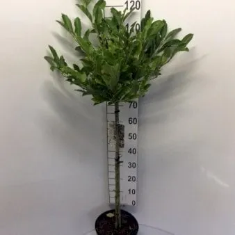 Stermagnolia
